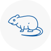 Rat Control Upper Edmonton